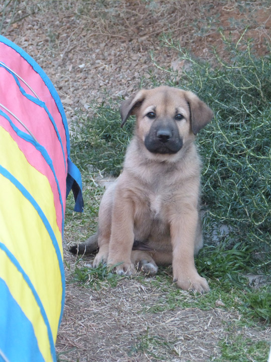 chinook dog